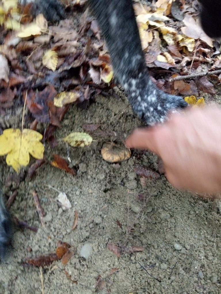 truffle found